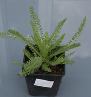Krwawnik Desert Eve Red Improved Achillea Millefolium 9