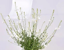 Gaura Snowbird Gaura lindheimeri 1l