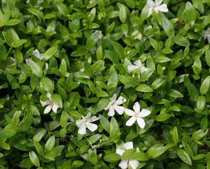 Barwinek pospolity Alba Vinca minor
