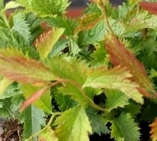 Tawuła japońska Sonia Spiraea japonica 1l