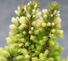Świerk Biały Maigold Picea Glauca 9-1l