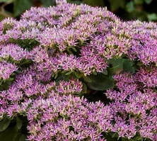 Rozchodnik Hot Stuff Sedum