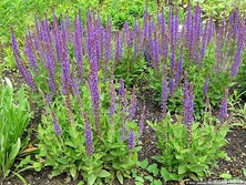 Szałwia omszona Ostfriesland Salvia nemorosa 9