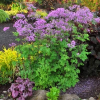 Rutewka Orlikolostna Black Stockings Thalictrum Aqulegiifolium