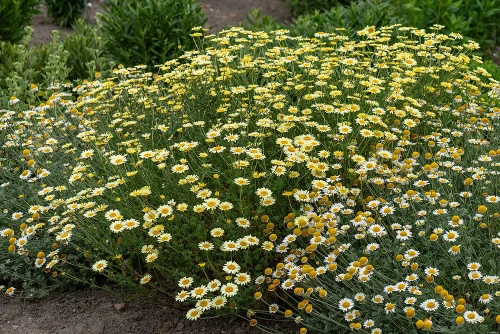 Rumian E.C. Buxton Anthemis hybrida