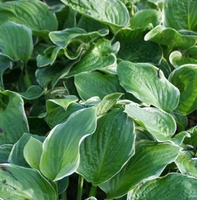 Funkia Christmas Tree Hosta 1l  