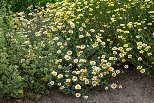 Rumian żółty Sauce Hollandaise Anthemis tinctoria