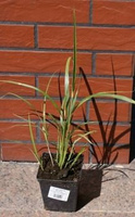 Miskant Chiński Strictus Miscanthus Sinensis 1l
