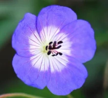 Bodziszek Rozanne Geranium hybrids