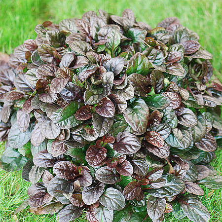 Dąbrówka rozłogowa Mahogany Ajuga Reptans