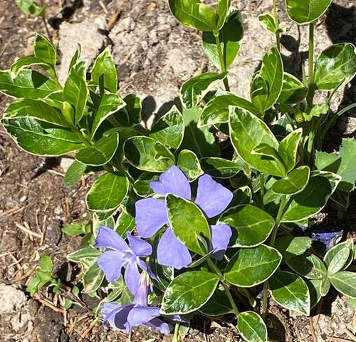 Barwinek pospolity Ralph Shugart Vinca minor
