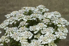 Ubiorek wiecznie zielony Masterpiece Iberis sempervirens