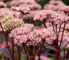 Rozchodnik wielki Matrona Sedum telephium