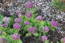 Rozchodnik Hot Stuff Sedum