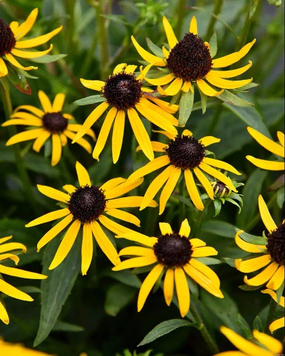 Rudbekia Błyskotliwa Sun Ka Ching Rudbeckia Fulgida