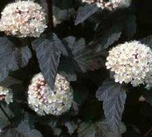 Pęcherznica kalinolistna Red Baron Physocarpus opulifolius 1l