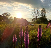 Liatra Kłosowa Liatris Spicata 0,5 - 1l 