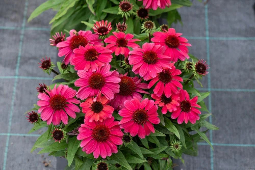 Jeżówka SunMagic Vintage Red Echinacea