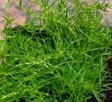 Karmnik ościsty Green Moss Sagina subulata 9