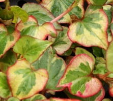 Pstrolistka sercowata Chameleon Houttuynia cordata 9