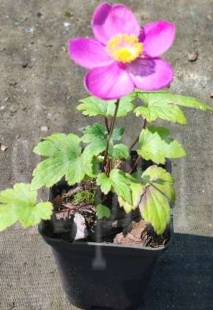 Zawilec Little Summer Breeze Anemone Hybrida 9