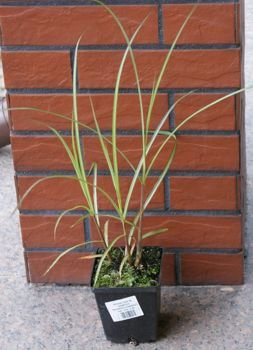Miskant Chiński Kleine Silberspinne Miscanthus Sinensis 1l