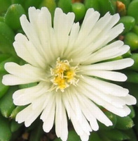 Delosperma Alba Delosperma Congestum