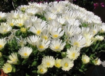 Delosperma Alba Delosperma Congestum