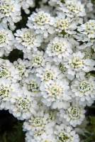 Ubiorek wiecznie zielony Snowflake Iberis Sempervirens