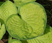 Funkia Rainforest Sunrise Hosta  2l