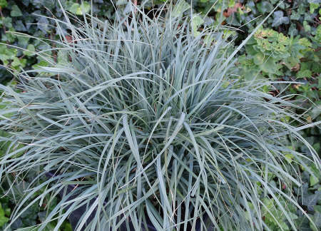 Turzyca prosowata Pamira Carex panicea 1l