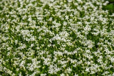 Izotoma nadwodna Alba Isotoma fluviatilis