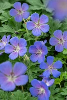 Bodziszek himalajski Baby Blue Geranium himalayense