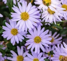 Aster letni Kalimeris wciętolistna 'Blue Star Kalimeris incisa