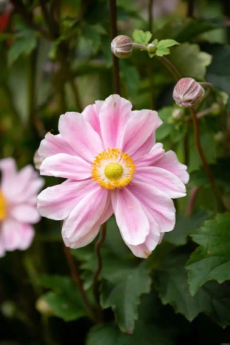 Zawilec Garden Breeze Whirlwind Pink Anemone Hybrida 