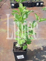 Kalina koralowa Xanthocarpum Viburnum Opulus 1l