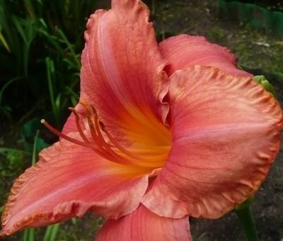 Liliowiec Pretty Fancy Hemerocallis hybrida1l