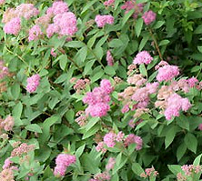 Tawuła japońska Manon Spiraea japonica 9-1l
