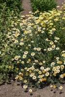 Rumian żółty Sauce Hollandaise Anthemis tinctoria