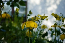 Rudbeckia Naga Herbstsonne Rudbeckia Laciniata