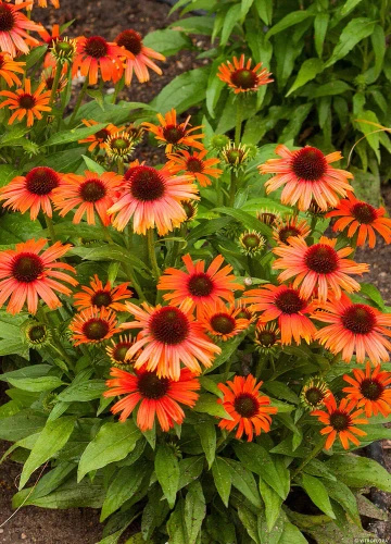 Jeżówka Orange Skipper Echinacea