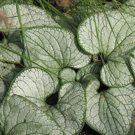 Brunnera wielkolistna Silver Heart Brunnera Macrophylla 1l