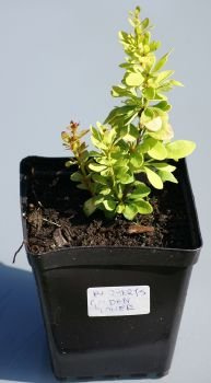 Berberys Thunberga Golden Tower Berberis Thunbergii 1l