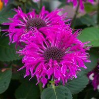 Pysznogłówka Bee-Free Monarda 9