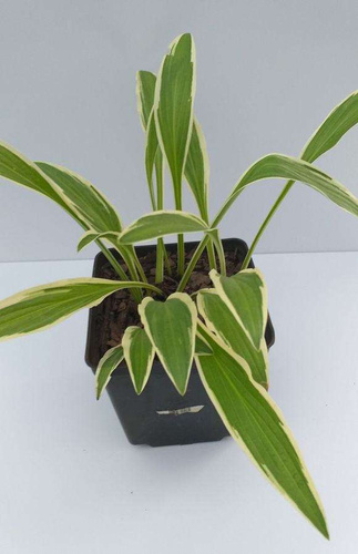 Funkia Sandhill Crane Hosta  2l