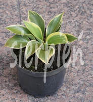 Funkia Liberty Hosta 