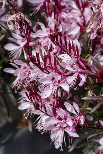 Gaura Graceful Light Pink Gaura lindheimeri 