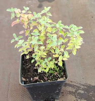 Kocimiętka Fasena Blue Wonder Nepeta Faassenii 9