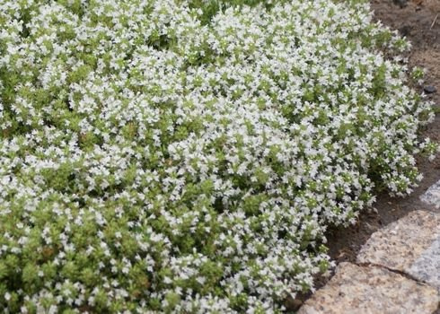 Macierzanka wczesna Albiflorus Thymus Praecox 9