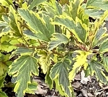 Pęcherznica kalinolistna Tricolor Physocarpus opulifolius